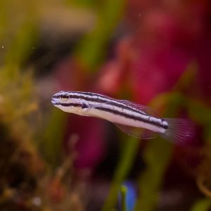 Link's Sleeper Goby
