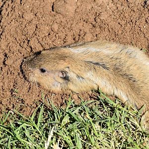 Fulvous Pocket Gopher (Megascapheus fulvus)