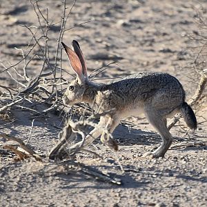 Black-Tailed Jackrabbit (Lepus californicus)