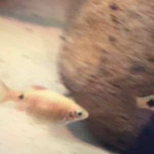 Fish ID? - new species at Featherdale