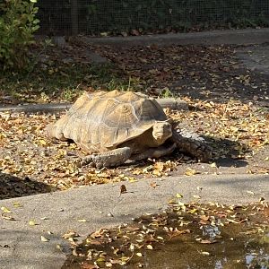 African Spurred Tortoise