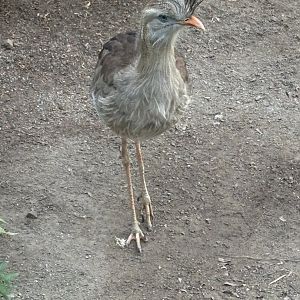 Red-legged Seriema
