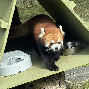 Chinese Red Panda