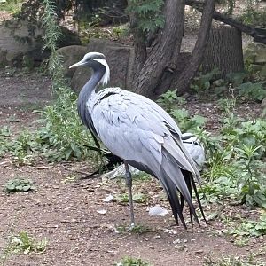 Demoiselle Crane