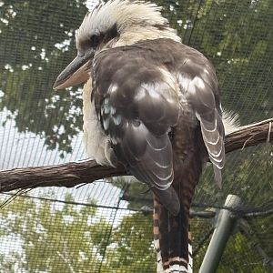 Laughing Kookaburra