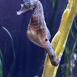 Pot-bellied Seahorse