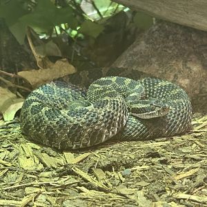 Eastern Massasauga Rattlesnake