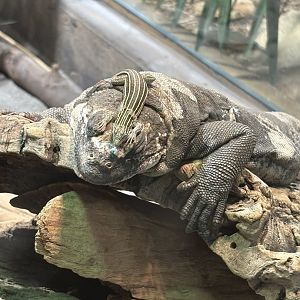 San Esteban Chuckwalla and Desert Grassland Whiptail