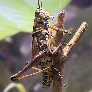 Eastern Lubber Grasshopper
