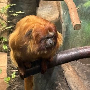 Golden Lion Tamarin