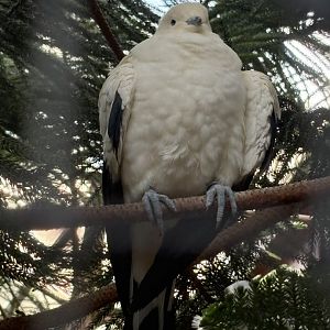 Pied Imperial Pigeon