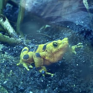 Panamanian Golden Frog
