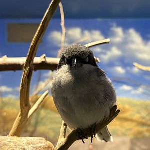 Eastern Loggerhead Shrike “Bandit”