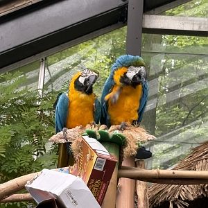 Blue-and-Yellow Macaws