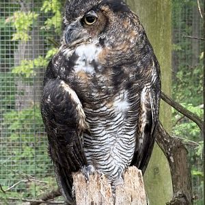 Great Horned Owl