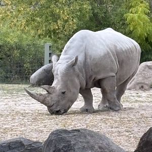 Southern White Rhinoceros
