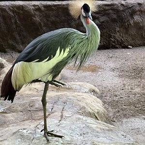 Eastern Grey-necked Crowned Crane