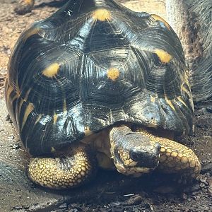 Radiated Tortoise