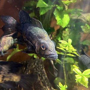 Ptychochromis loisellei