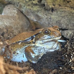 Tomato Frog (Dyscophus guineti)