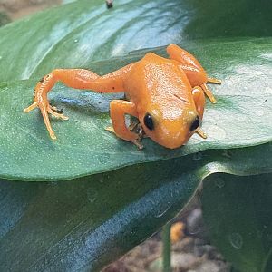 Golden Mantella
