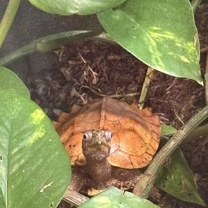 Black-breasted Leaf Turtle