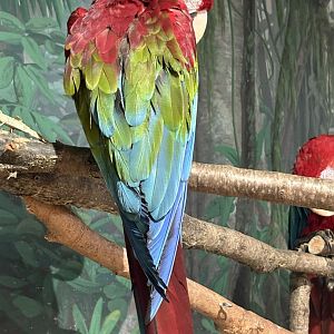 Green-winged Macaw