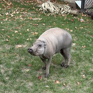 North Sulawesi Babirusa “Olive”