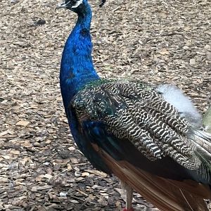 Male Indian Peafowl
