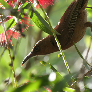 Dusky Honeyeater (Myzomela obscura harteti)