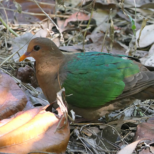 Pacific Emerald Dove (Chalcophaps longirostris rogersi)