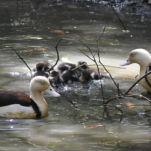 Radjah Shelduck (Radjah radjah rufitergum)