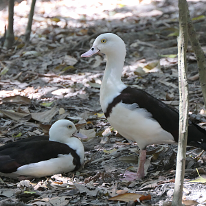 Radjah Shelduck (Radjah radjah rufitergum)