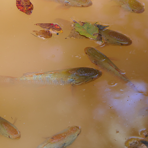 Australian Snakehead Gudgeon (Giuris aporocephalus)
