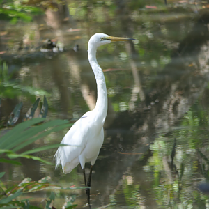 Great Egret (Ardea alba modesta)