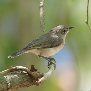 Large-billed Gerygone (Gerygone magnirostris cairnsensis)