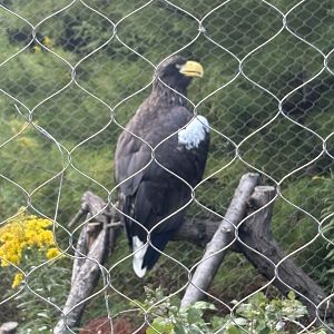 Steller’s Sea Eagle