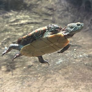 Midland Painted Turtle