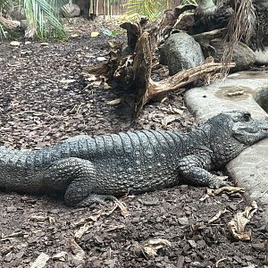 Dwarf Crocodile