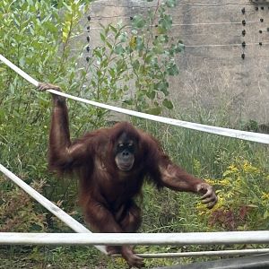 Sumatran Orangutan “Jingga”