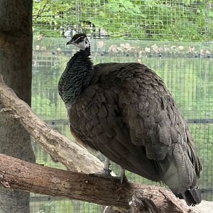 Female Indian Peafowl
