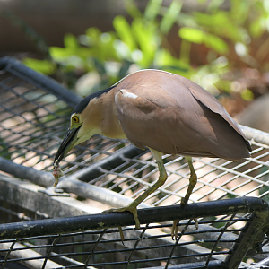 Nankeen Night Heron (Nycticorax caledonicus australasiae)