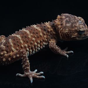 Centralian rough knob-tailed gecko (Nephrurus amyae) - Private facility