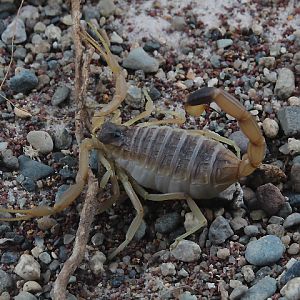 Deathstalker (Leiurus quinquestriatus) - Private facility