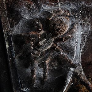 Burst-horned baboon tarantula (Ceratogyrus darlingi) - Private facility