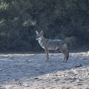 Mearns Coyote (Canis latrans mearnsi)