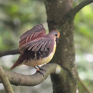 Cinnamon Ground Dove (Gallicolumba rufigula)
