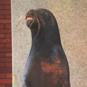 South American sea lion (Otaria flavescens)
