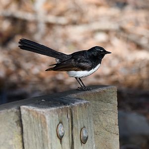 Willie-Wagtail