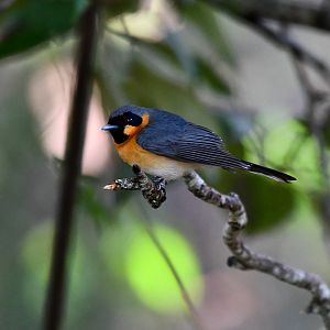 Australian Spectacled Monarch
